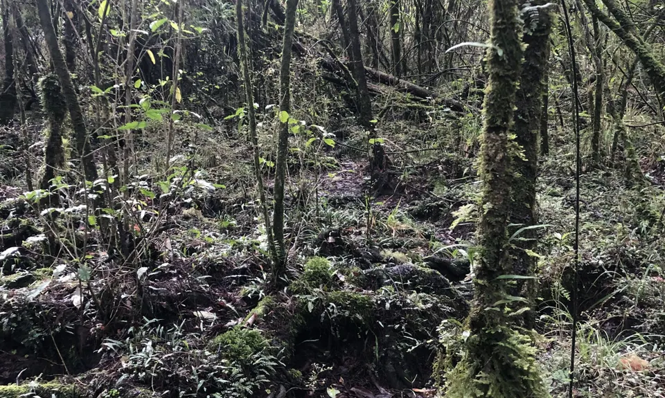 Sutherland's Puriri Bush, Manawatu - Wanganui