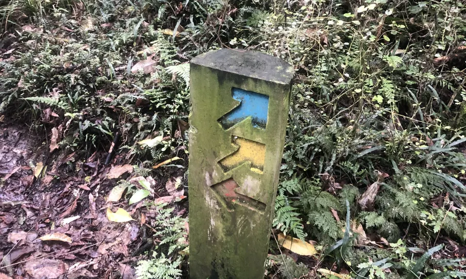 Sutherland's Puriri Bush, Manawatu - Wanganui