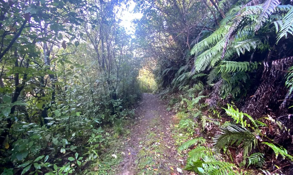 Arcus Dam Track, Wellington