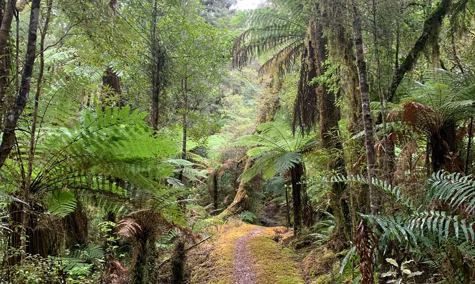 Bullock Creek, West Coast