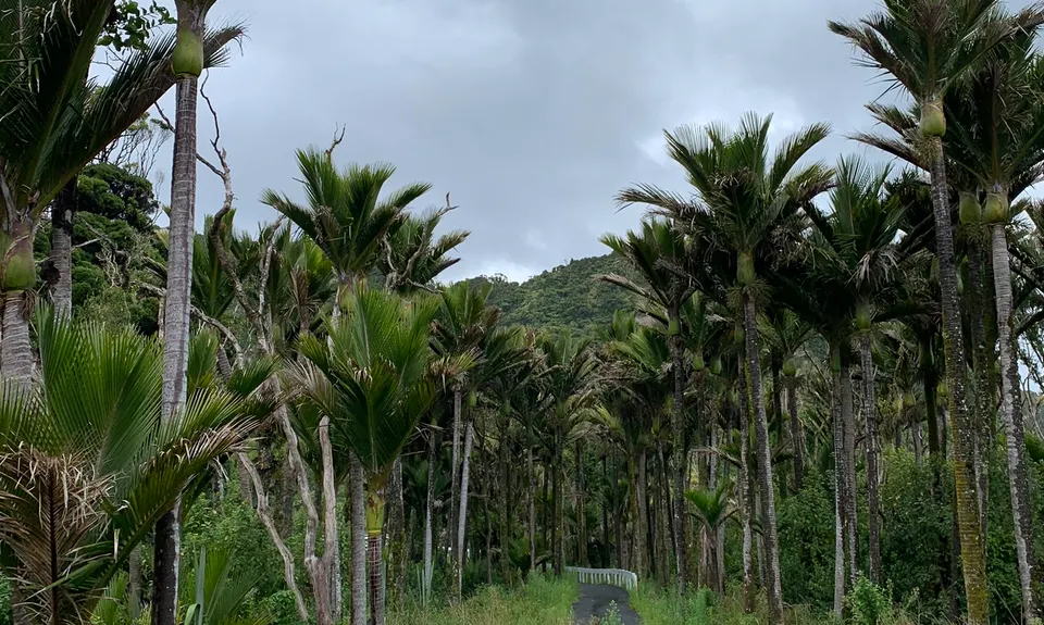 Bullock Creek, West Coast