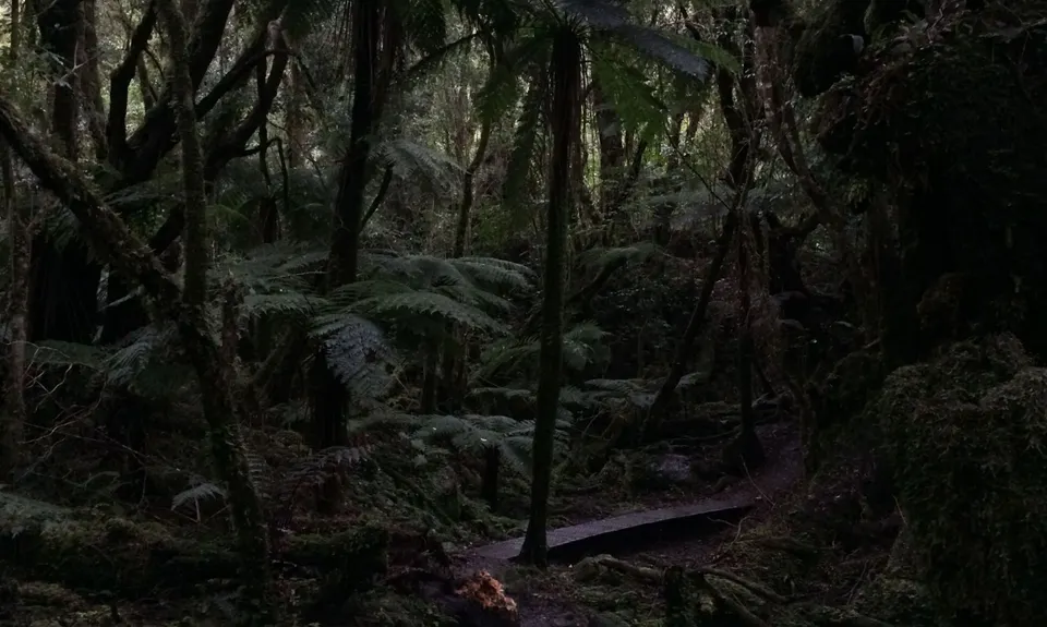 Southern Fox, West Coast