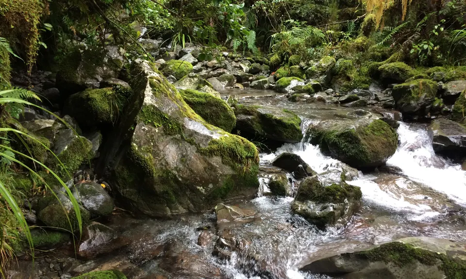 Southern Fox, West Coast