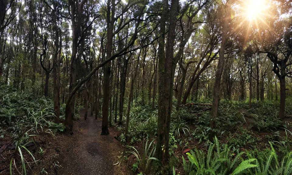 Kilmock Bush Track Plus, Southland