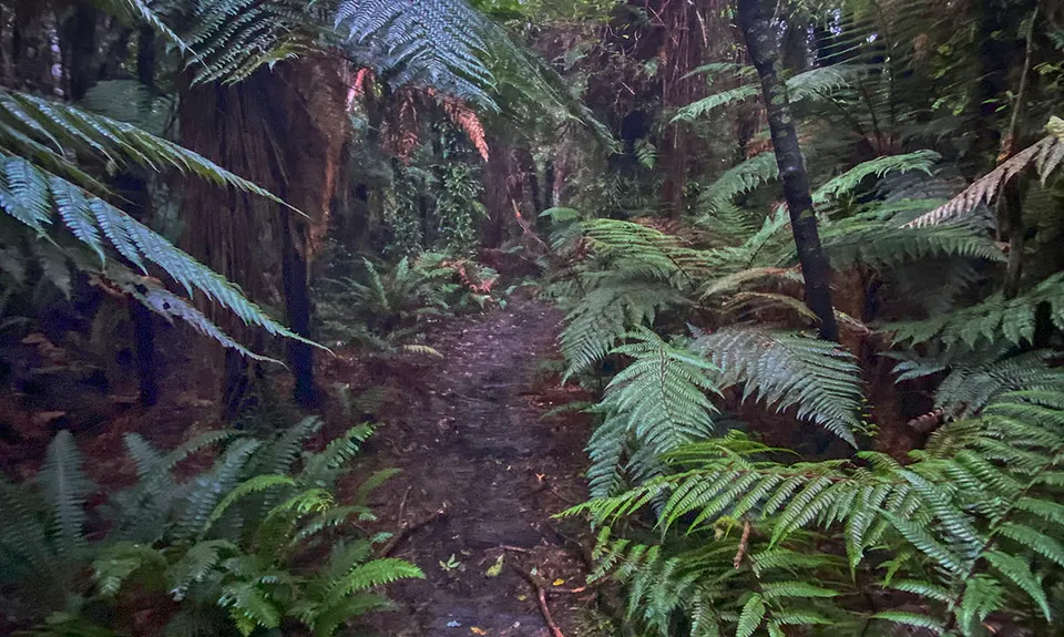 Waipohatu Loop, Southland