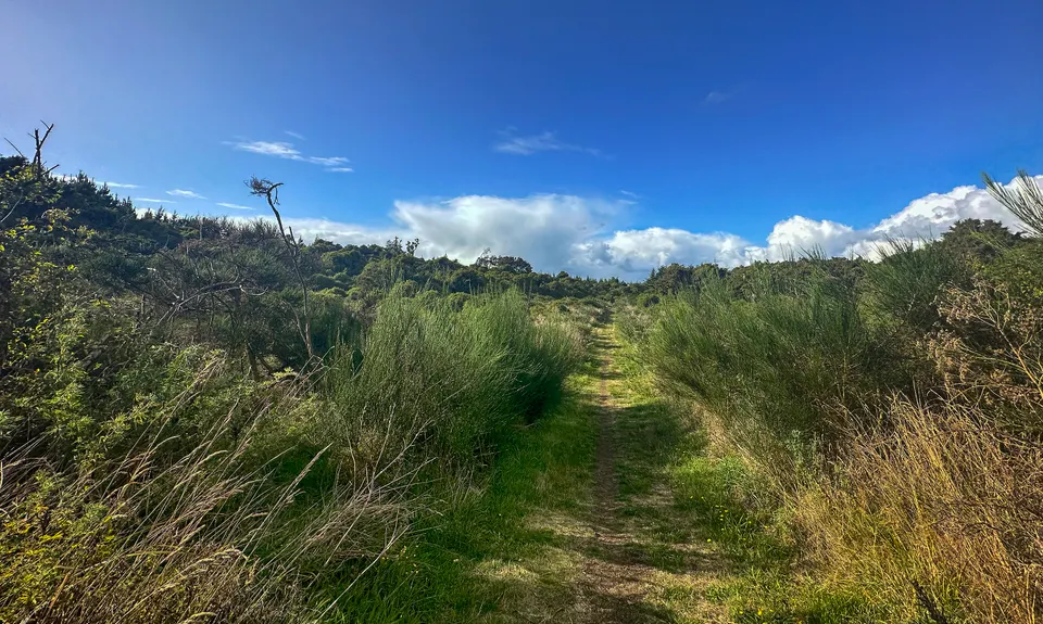 Kilmock Bush Track Plus, Southland