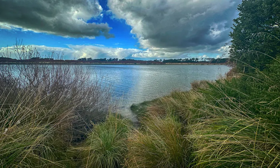 Kilmock Bush Track Plus, Southland