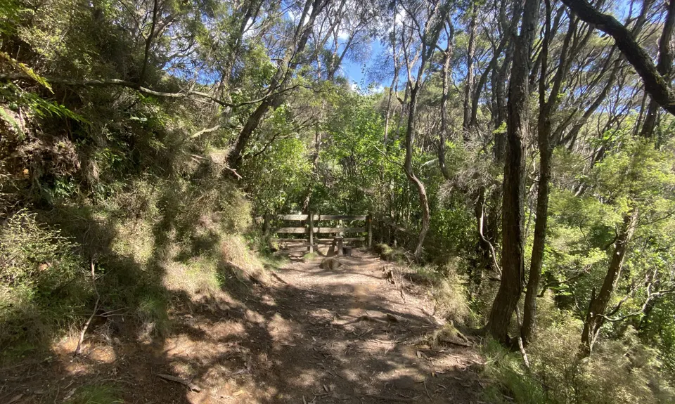 Latham's Hill Track, Bay of Plenty