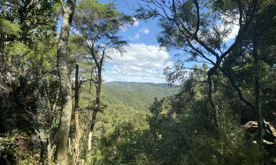 Latham's Hill Track, Bay of Plenty