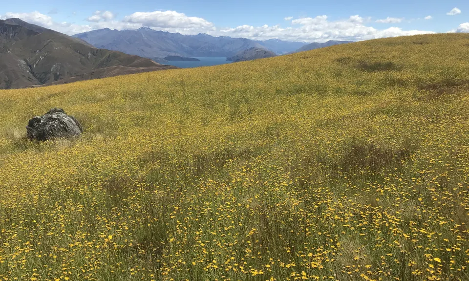 Little Criffel from the Larches, Otago