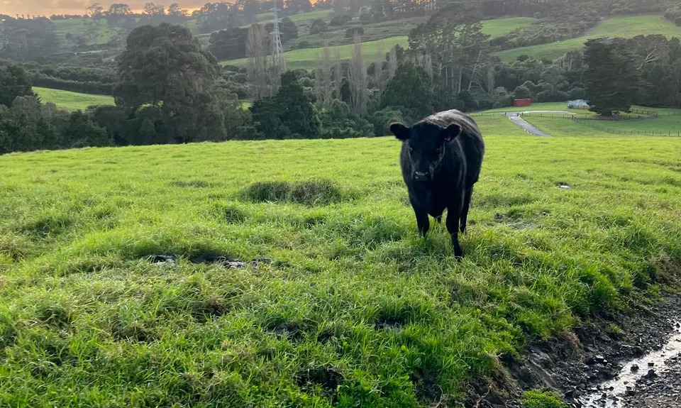 Totara Park Track, Auckland