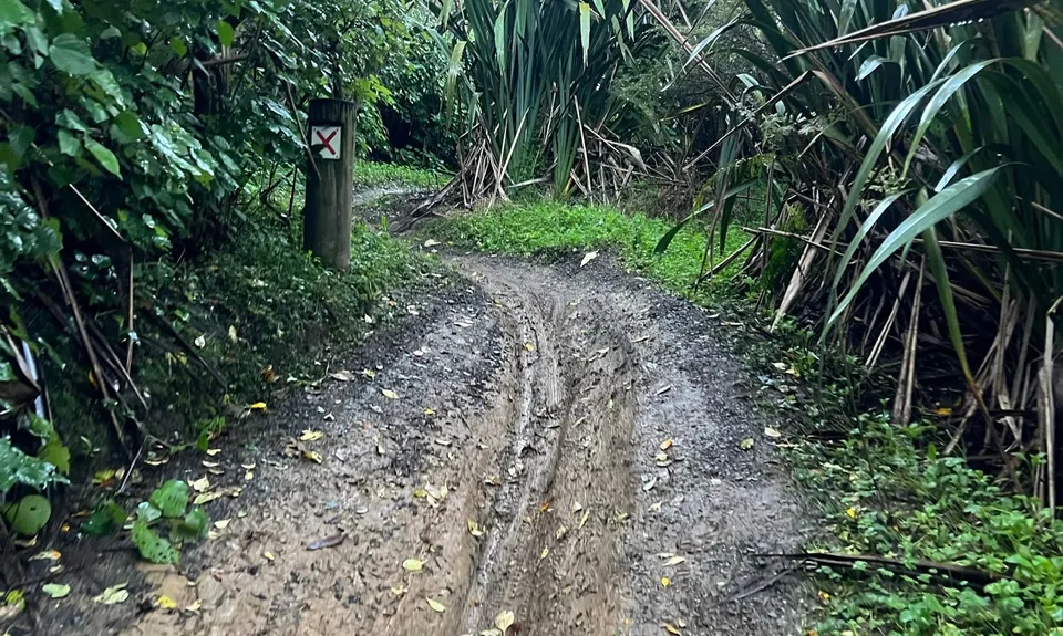 Totara Park Track, Auckland