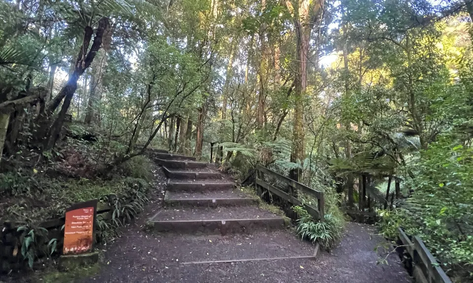 Totara Park Track, Auckland