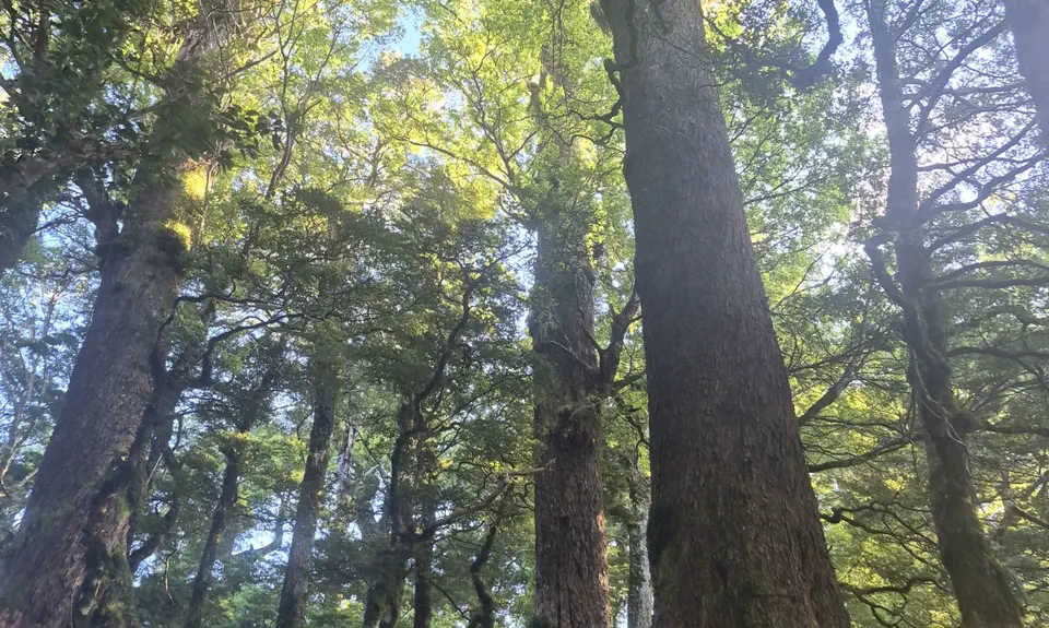 Into Cascade, Waikato