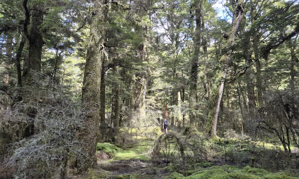 Into Cascade, Waikato