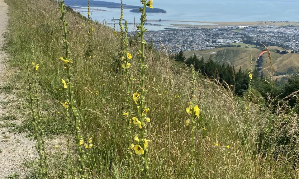 Involution Loop, Nelson