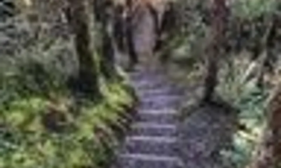 Whakapapanui Track, Manawatu - Wanganui