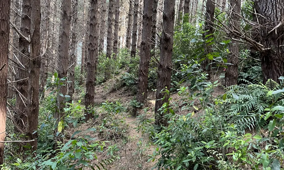 Johnston Hill Loop, Wellington