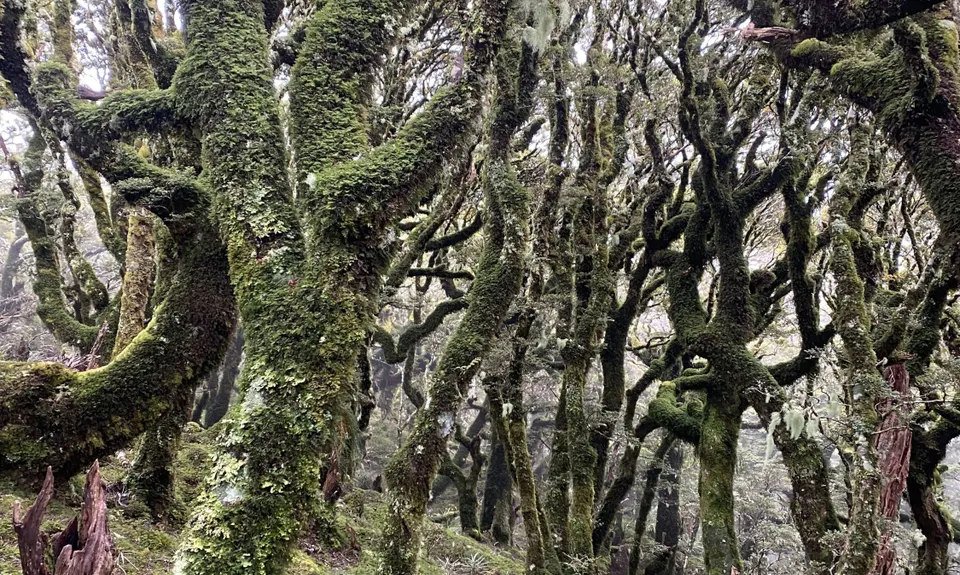Jumbo - Holdsworth Circuit, Wellington