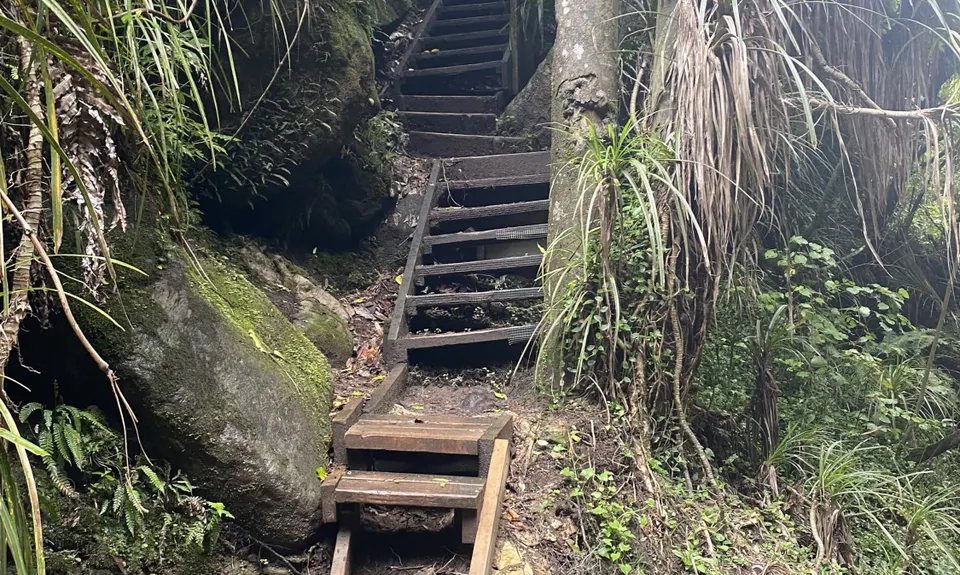 Jungle dash, Bay of Plenty