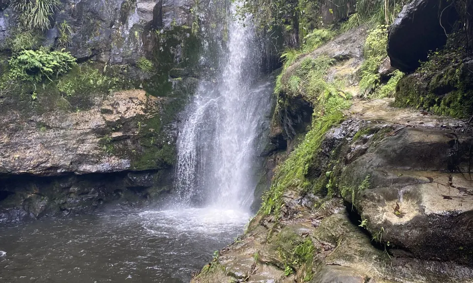 Jungle dash, Bay of Plenty