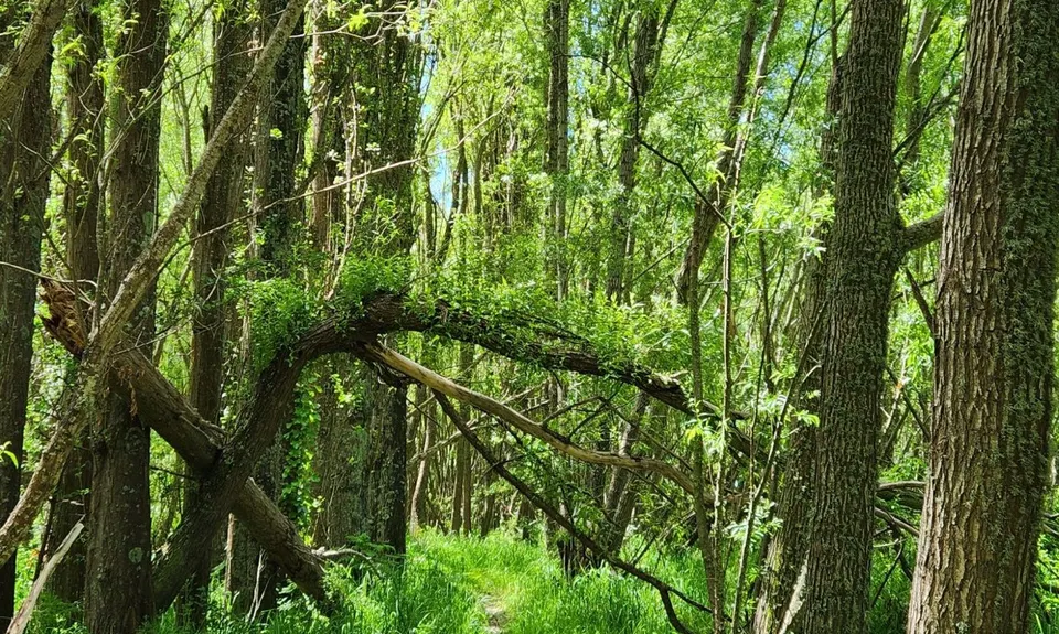 Kaiapoi Island Trail, Canterbury