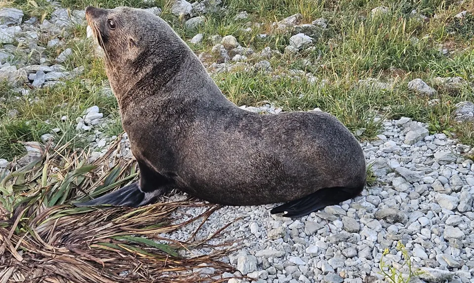 Kaikoura Cracker, Canterbury