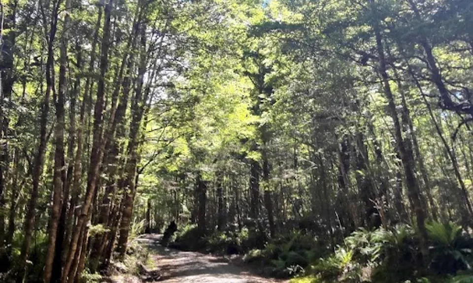 Kaimanawa Killer, Waikato