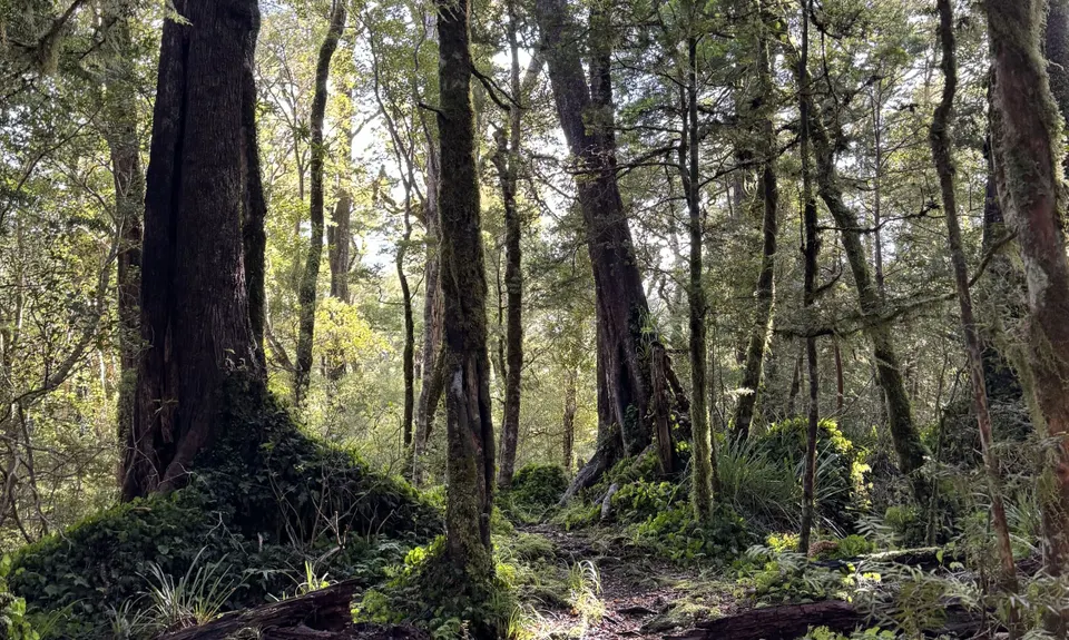 Kaitoke Omega Loop, Wellington