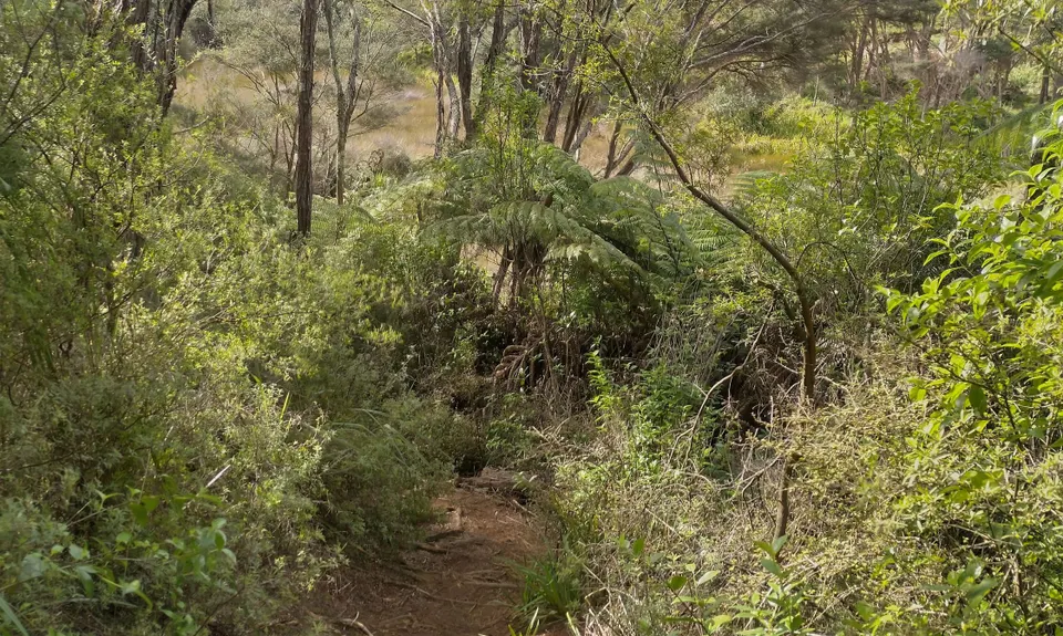 Kaitoke, Rangitahi and Te Hutewai, Waikato