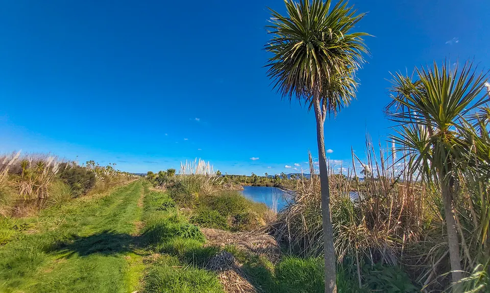 Kaituna Wetlands, Bay of Plenty