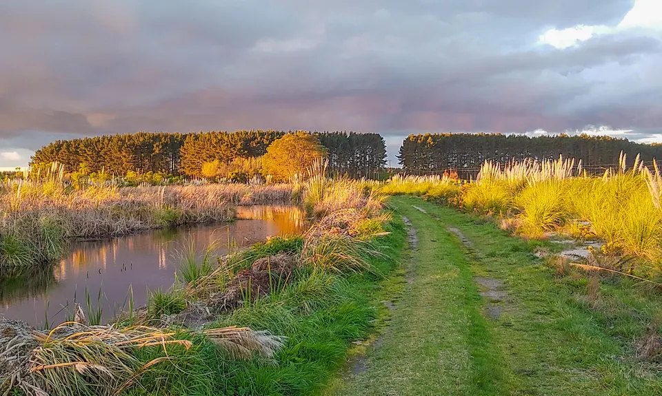Kaituna Wetlands, Bay of Plenty