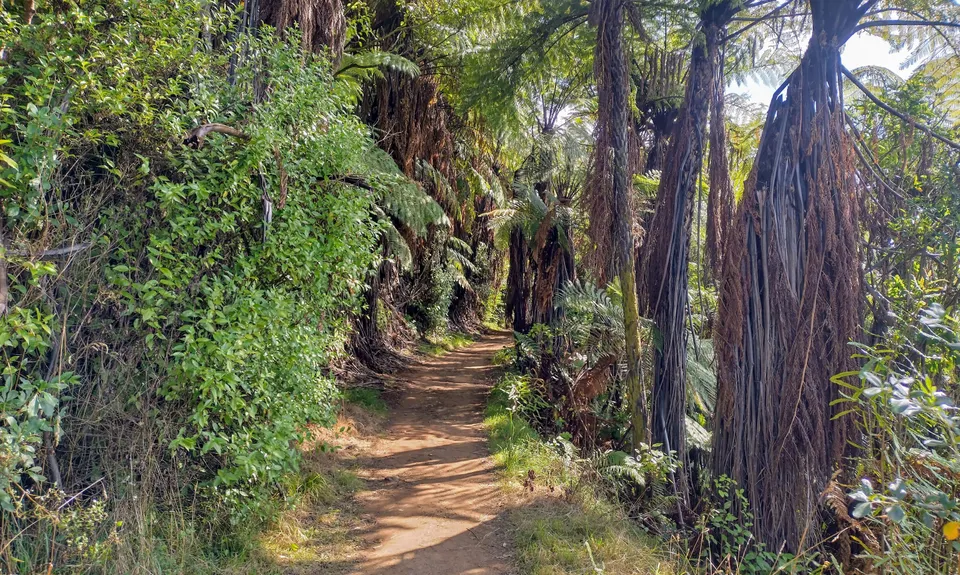 Kakepuku Climb, Waikato