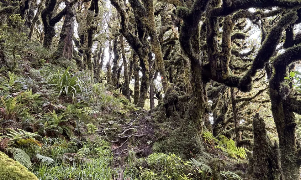 Kapakapanui