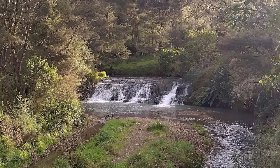 Karakariki Track, Waikato