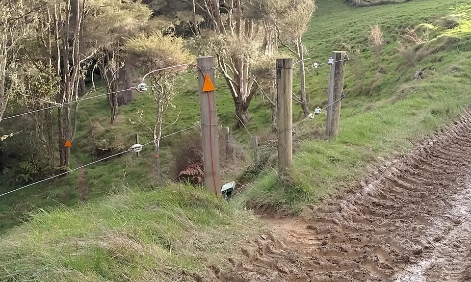 Karakariki Track, Waikato
