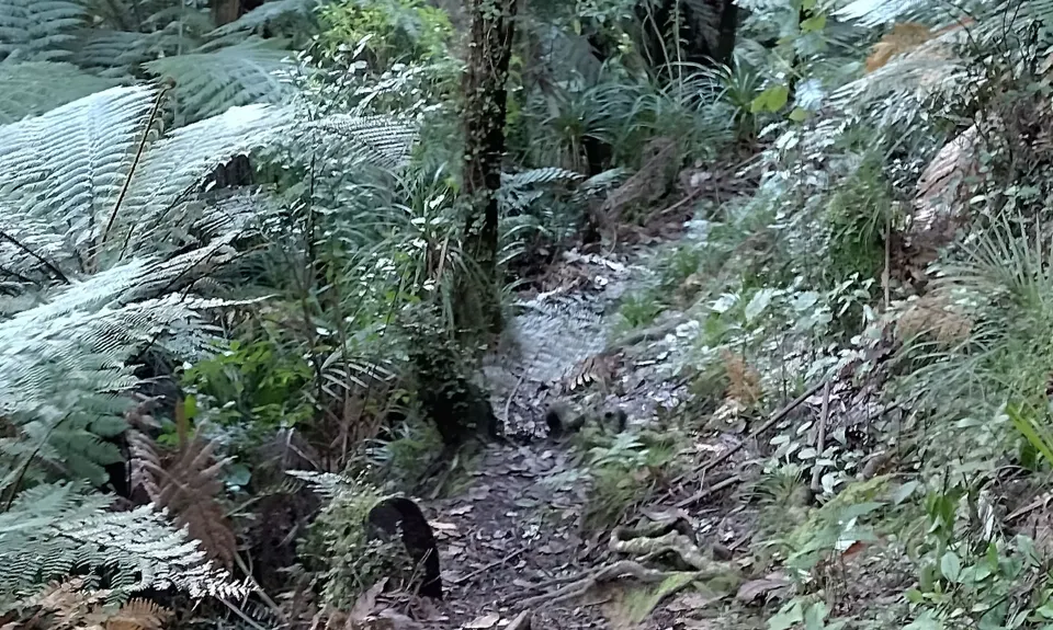 Karakariki Track, Waikato
