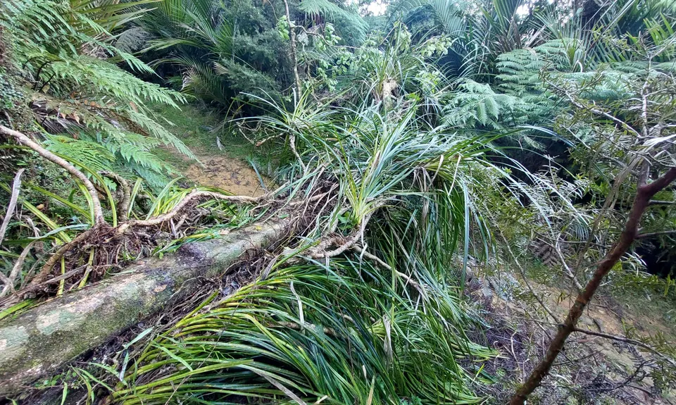Karamu Walkway South, Waikato