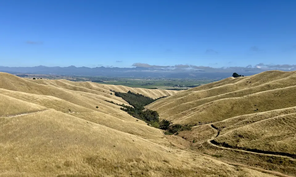 King and Queen of the Withers, Marlborough