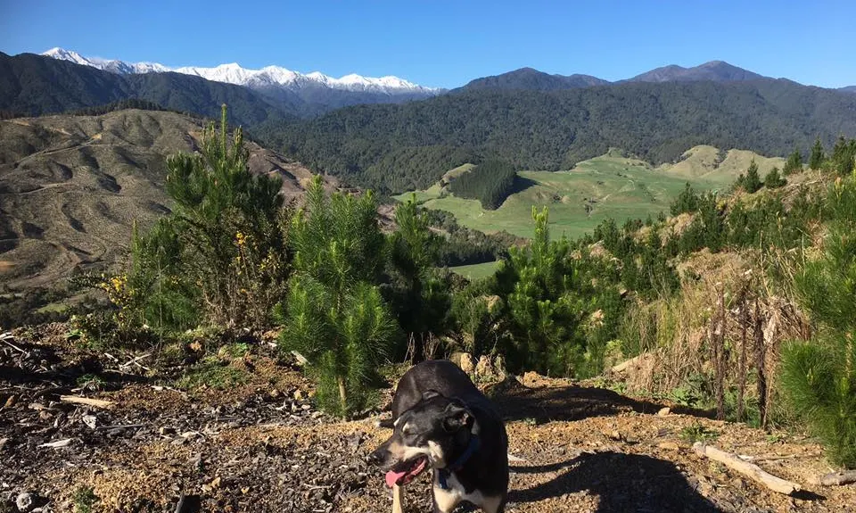 Muhunoa Loop Lung Buster , Manawatu - Wanganui