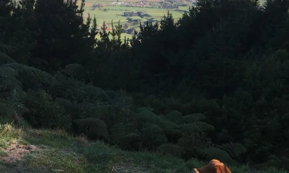 Muhunoa Loop Lung Buster , Manawatu - Wanganui