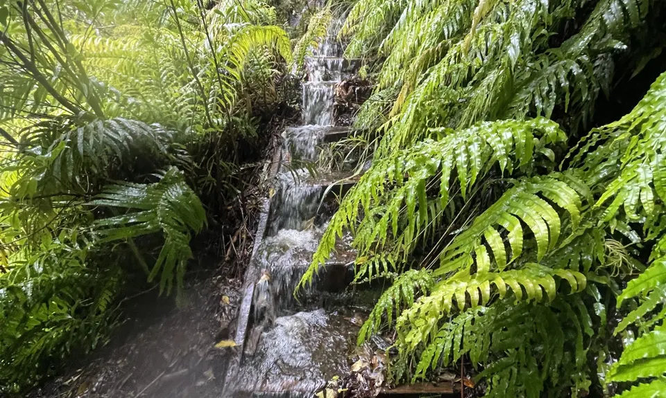 Kokowai Loop, Taranaki