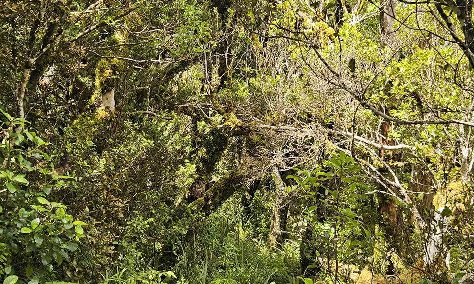 Kokowai Loop, Taranaki