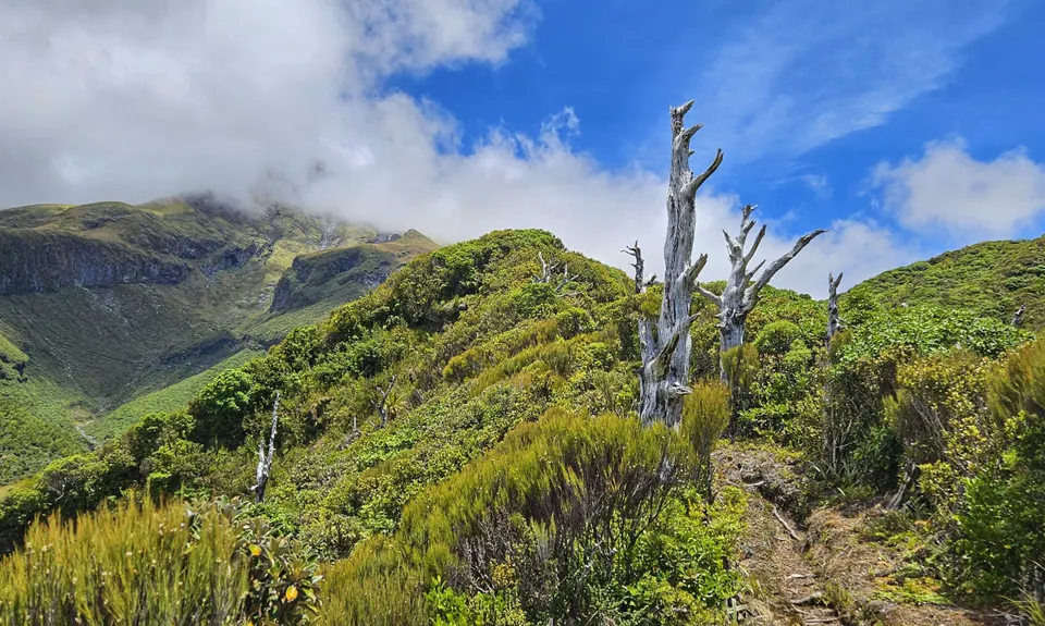 Kokowai Loop, Taranaki