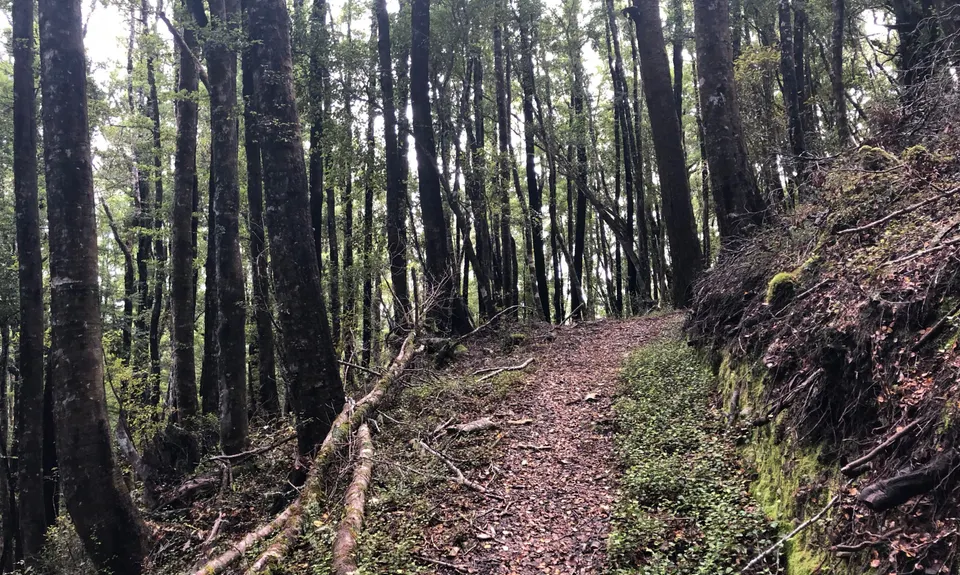 Murray Creek / Konini Track Loop, West Coast