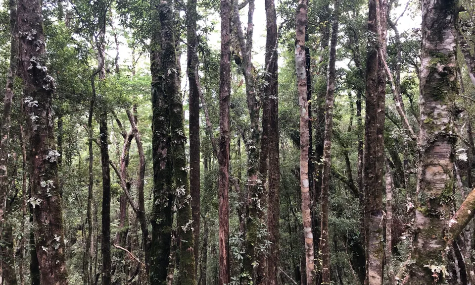 Murray Creek / Konini Track Loop, West Coast