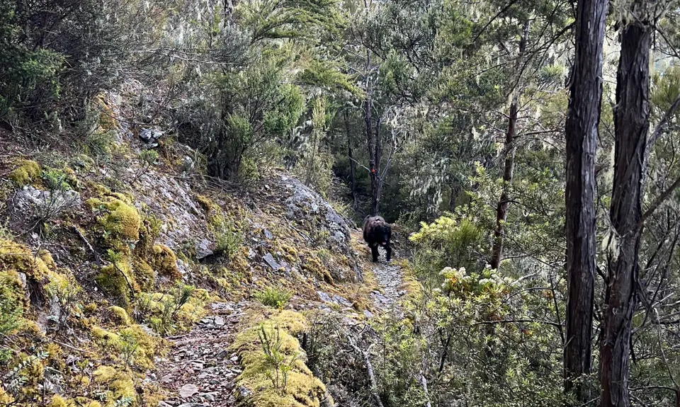 Lake Chalice loop, Marlborough