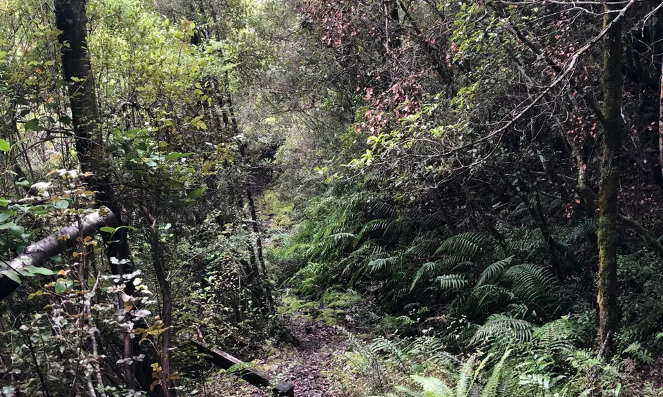 Lankeys Creek Loop, West Coast