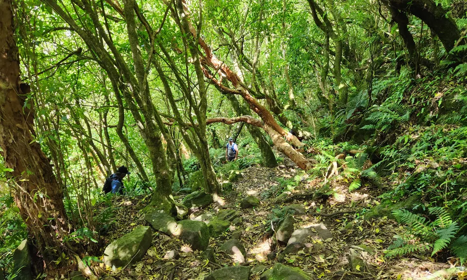 Living Springs Loop, Canterbury