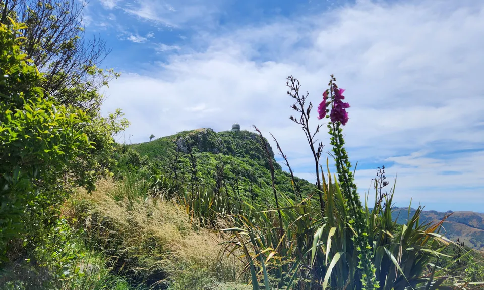 Living Springs Loop, Canterbury
